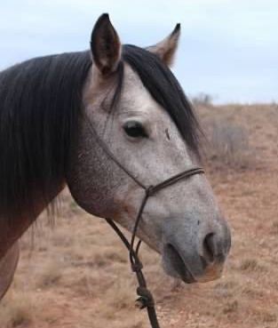 Caddo - Wicker Ranch Stallions