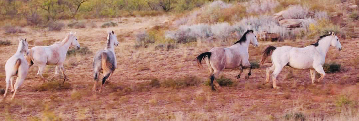 horses at Wicker Ranch