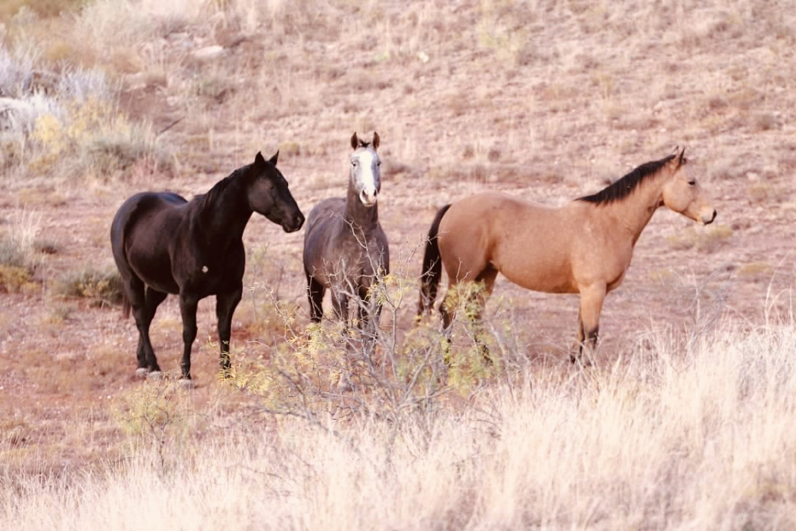 Horses Wicker Ranch Horses