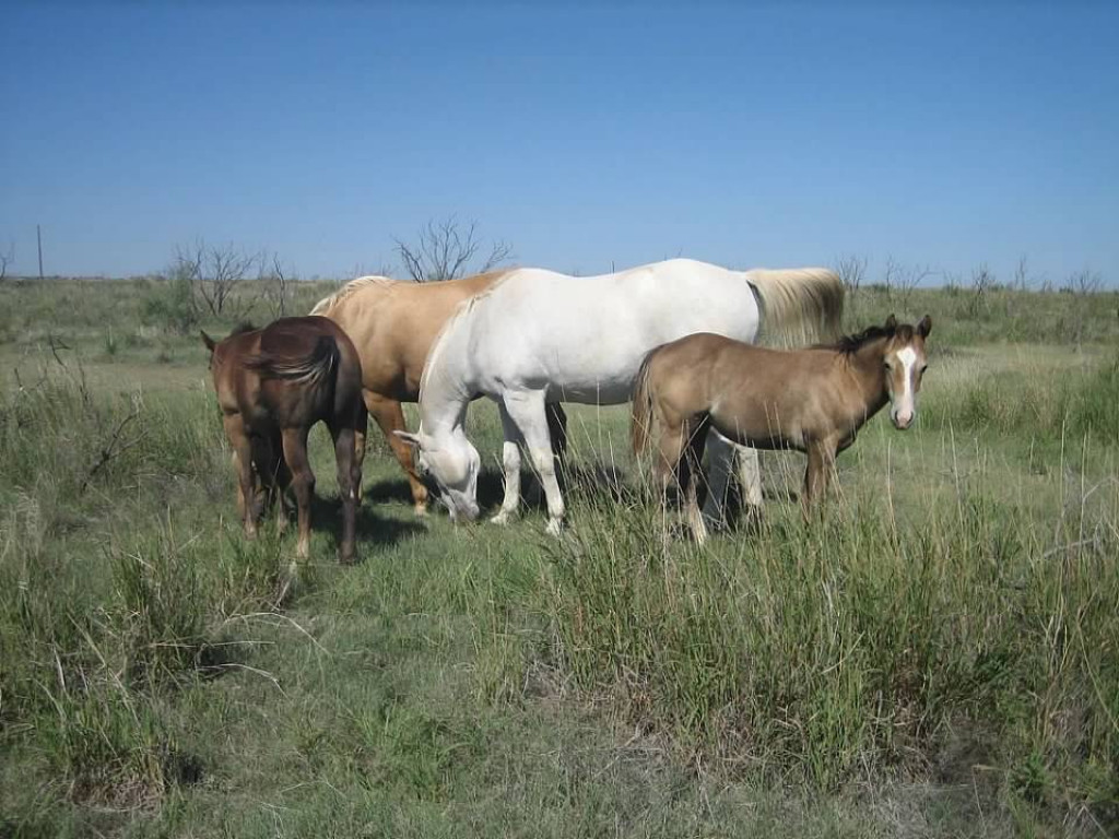 Horses Wicker Ranch Horses