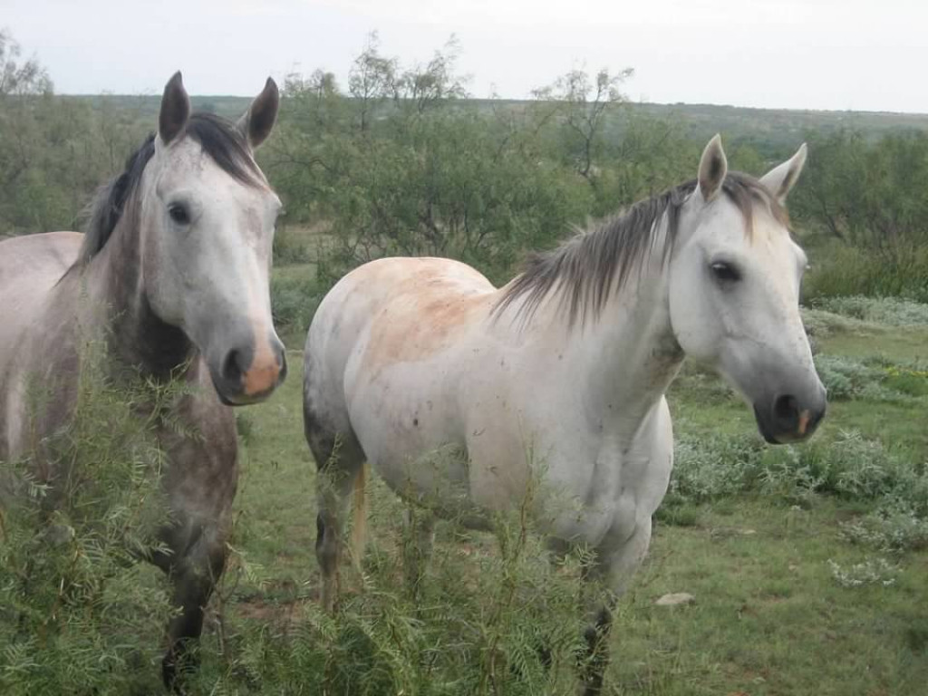 Horses Wicker Ranch Horses