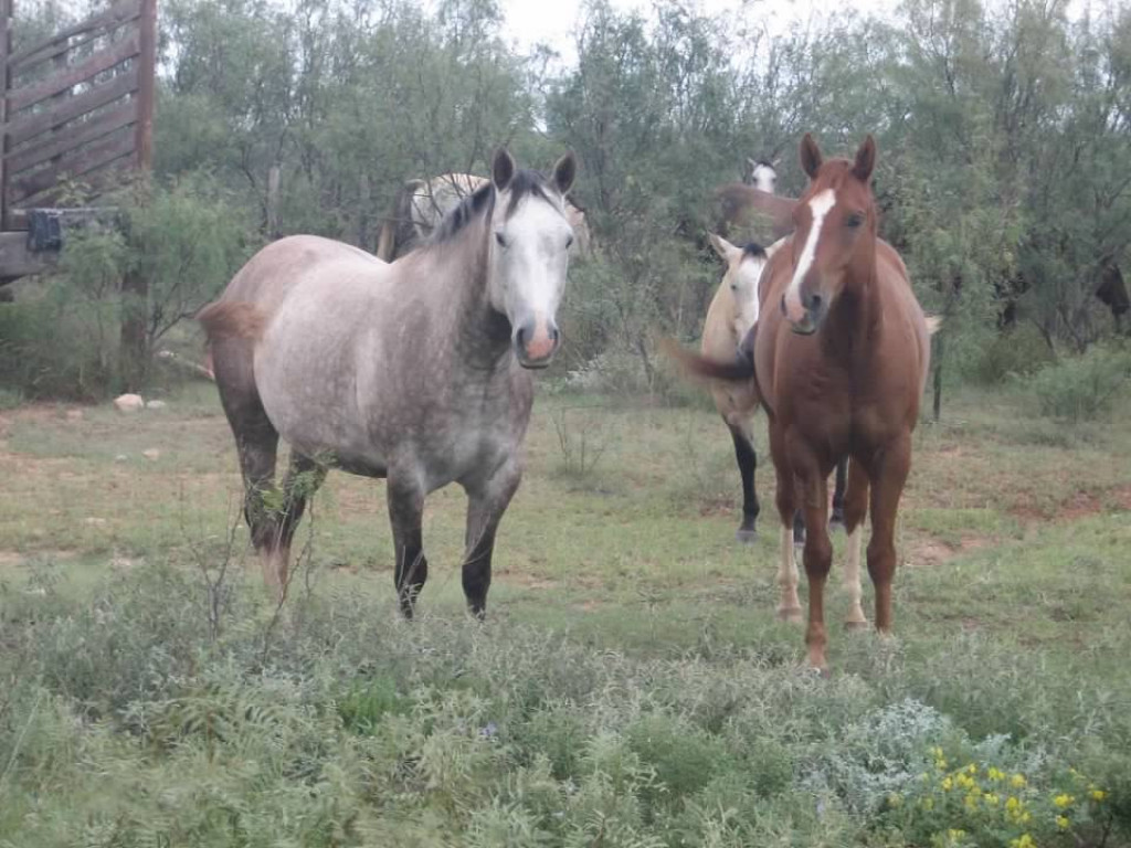 Horses Wicker Ranch Horses