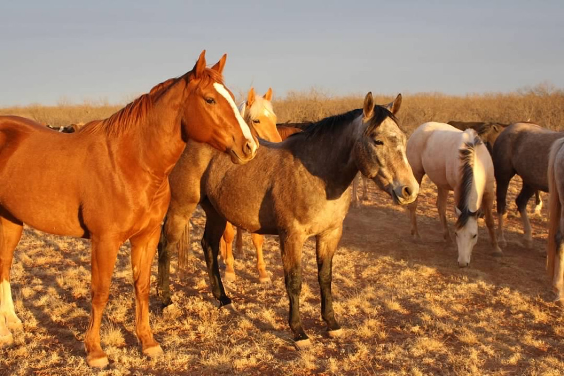 Horses Wicker Ranch Horses