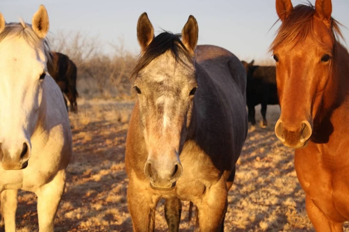 Horses Wicker Ranch Horses