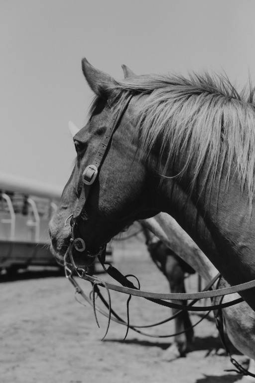 wicker ranch