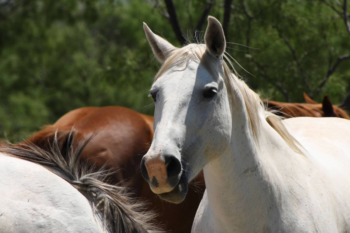 Horses Wicker Ranch Horses