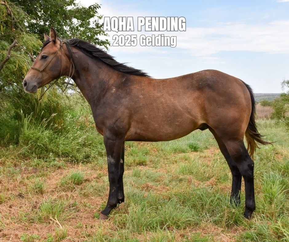 Gelding for Sale