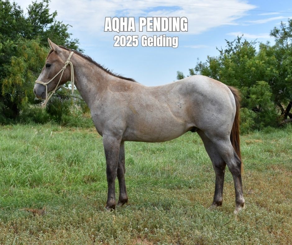 Gelding For Sale