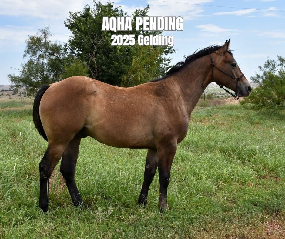 Gelding For Sale
