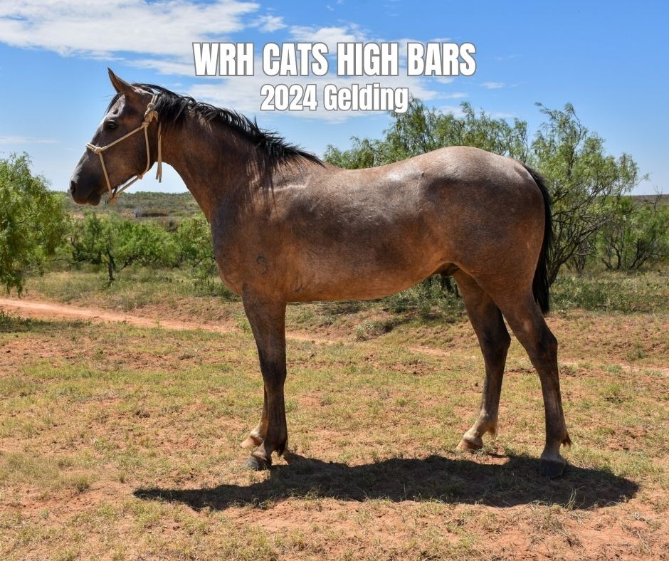 Gelding for Sale