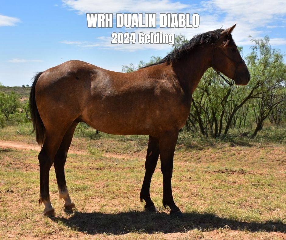 Gelding for Sale