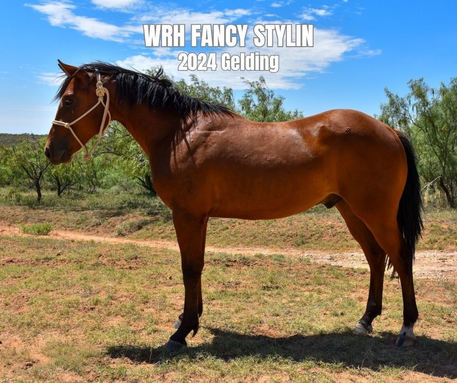 Gelding for Sale