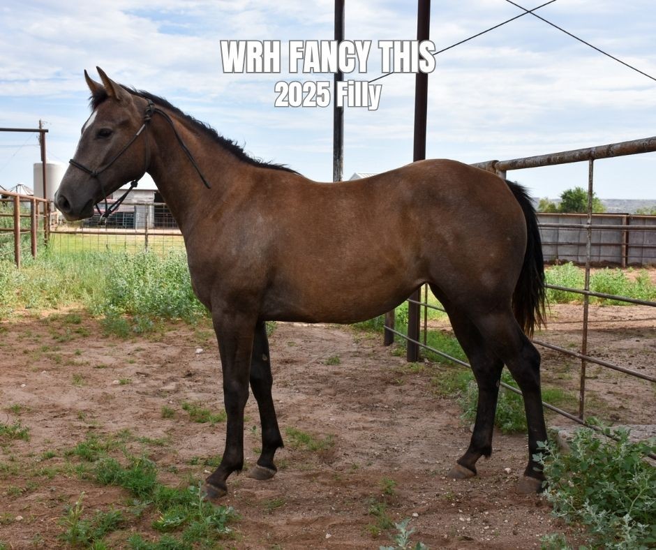Filly for Sale