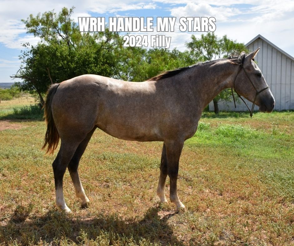 Filly for Sale