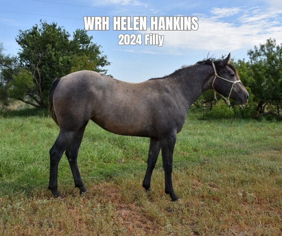 Filly for Sale
