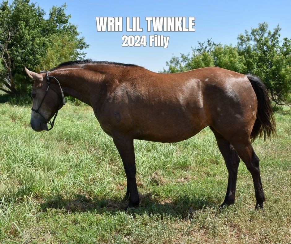 Filly for Sale