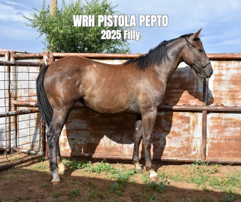 filly for sale