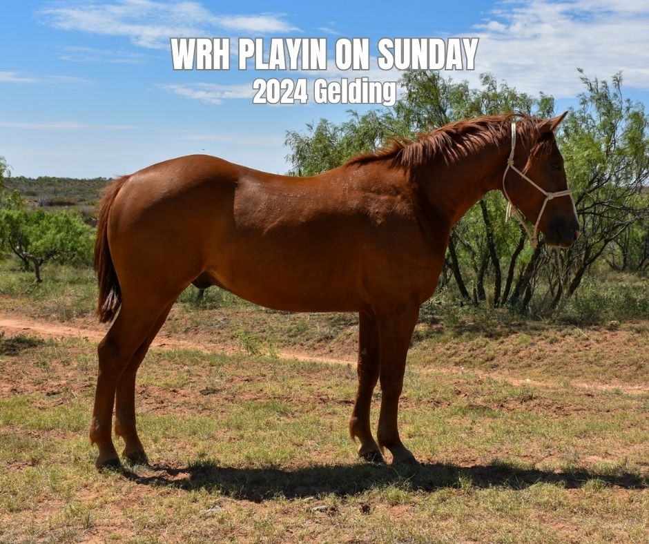 Gelding for Sale