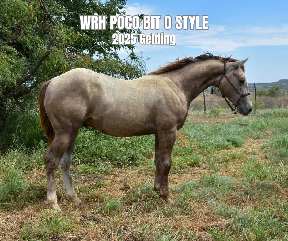 Gelding For Sale