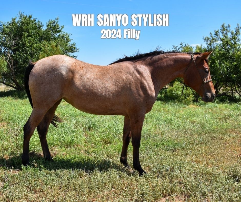 Filly for Sale