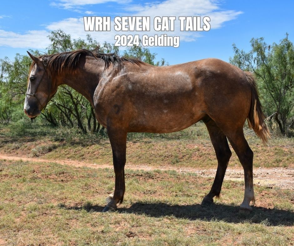 Gelding for Sale