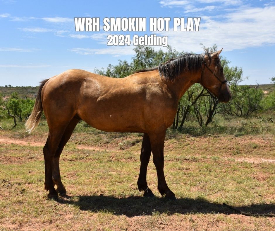 Gelding for sale