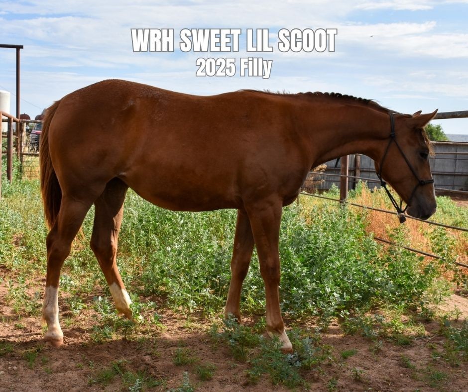 filly for sale