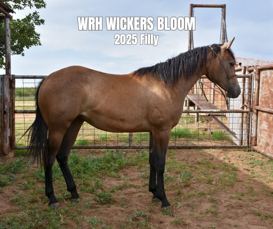 Filly for Sale