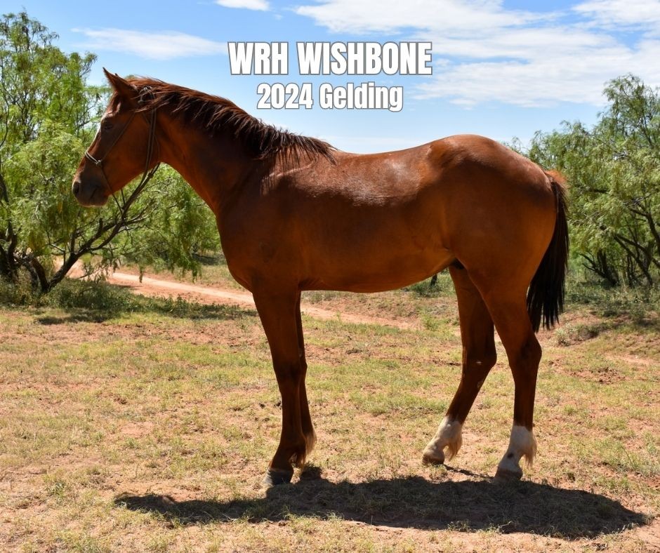 Gelding for Sale