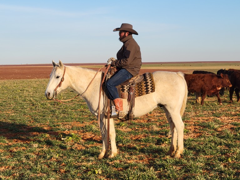 Geldings for sale Wicker Ranch Horses